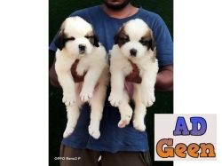 used TOP QUALITY SAINT BERNARD MALE AND FEMALE PUPPY AVALIBLE for sale 